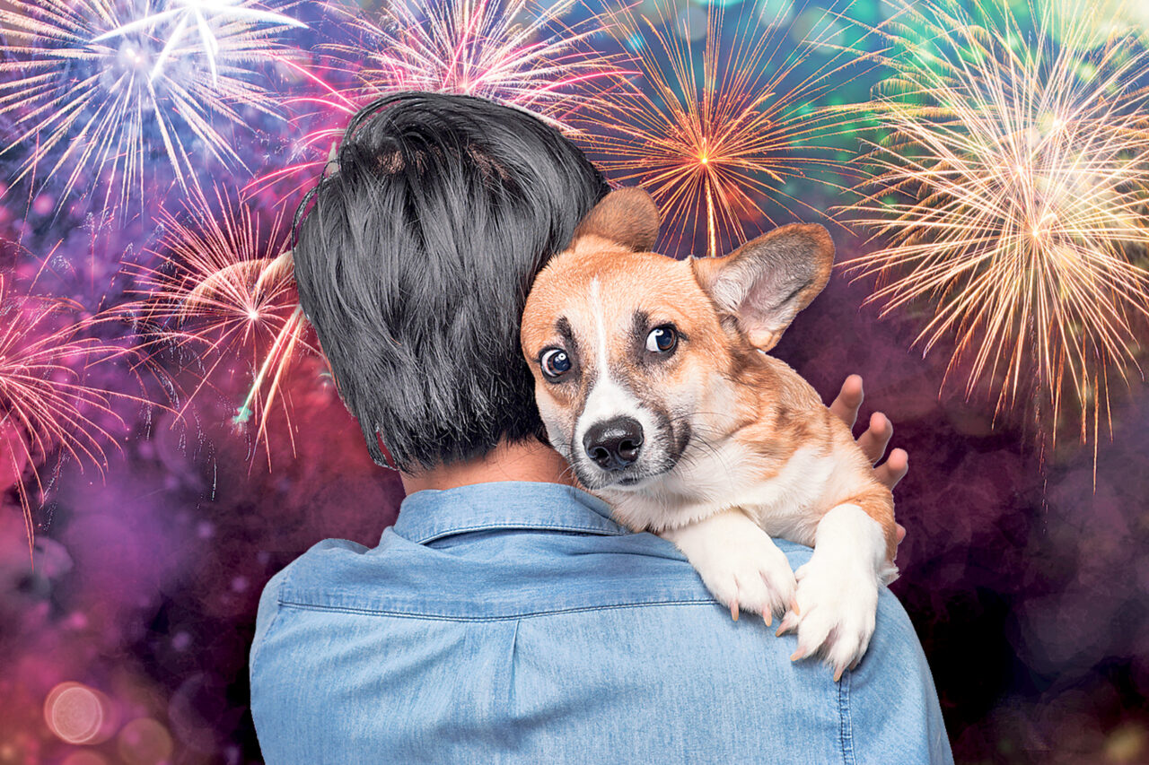 Dogs & Fireworks What to do? Chicawoof