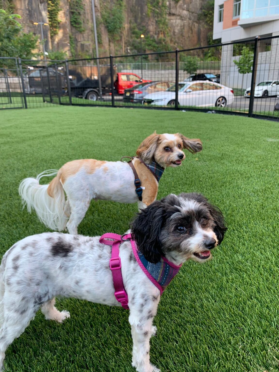 Customer questions How much does a pet sitter/dog walker