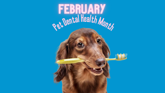 Pet Dental Health Month